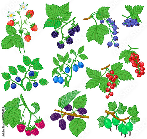 Berries set