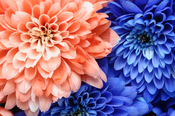 Fototapete Macro Blaue und rosa Astern im Garten  © fullempty