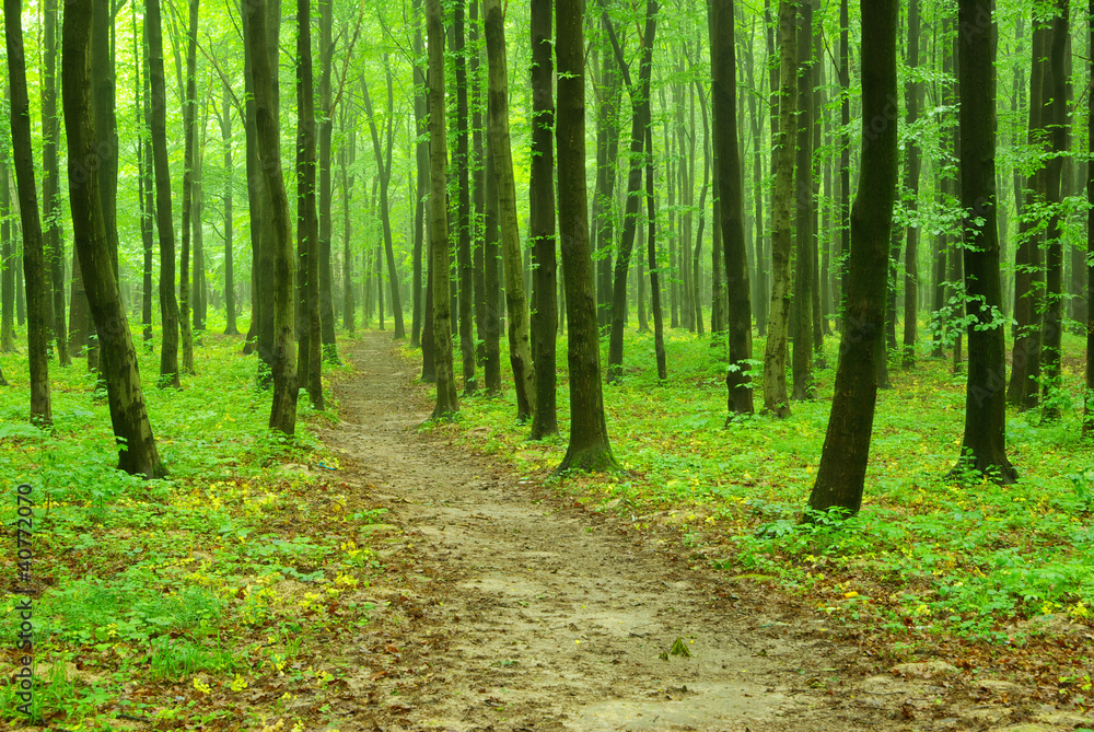green forest green forest