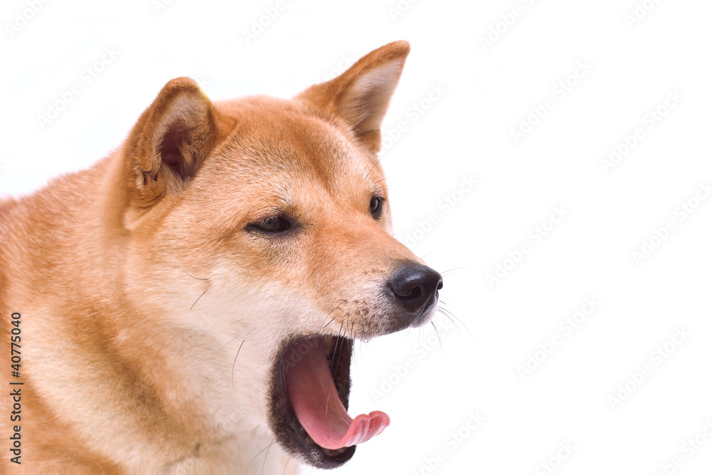 shiba inu dog shiba inu dog