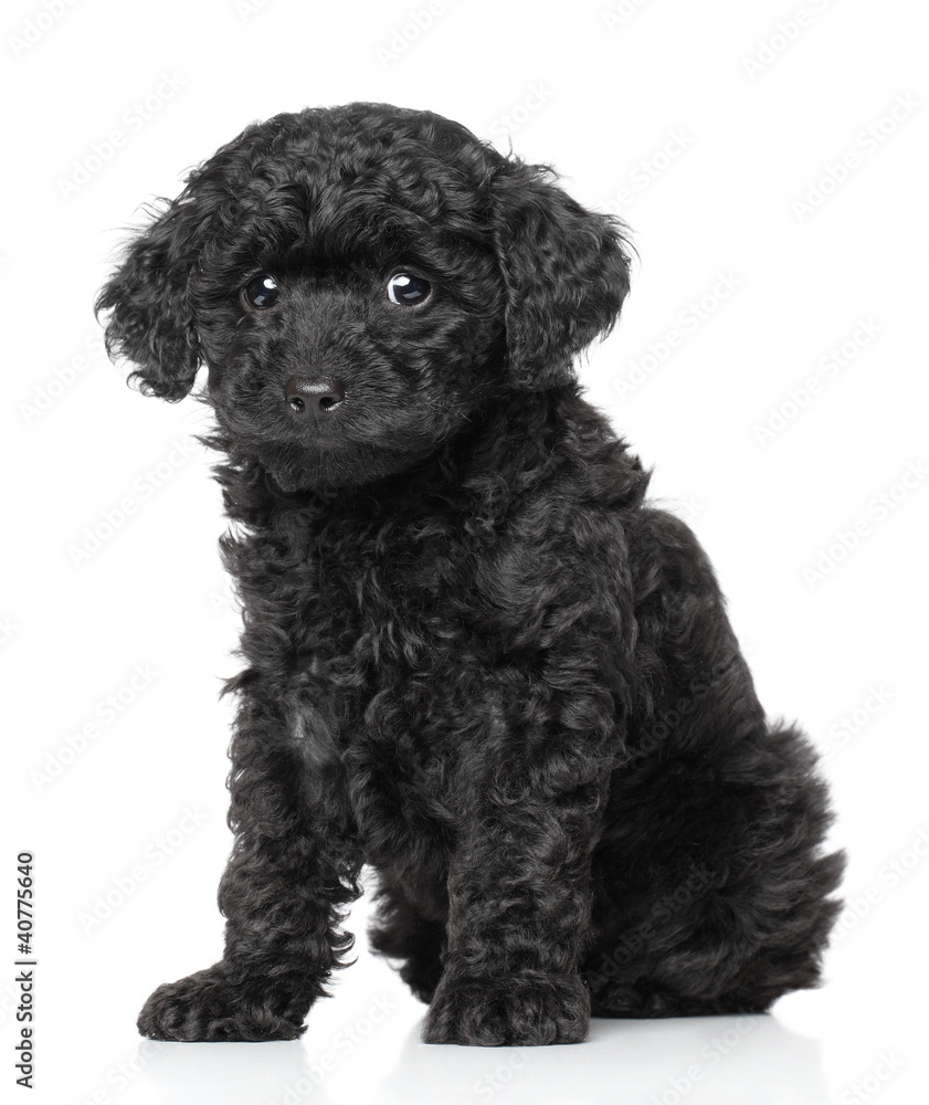 Toy Poodle Puppy Toy Poodle Puppy