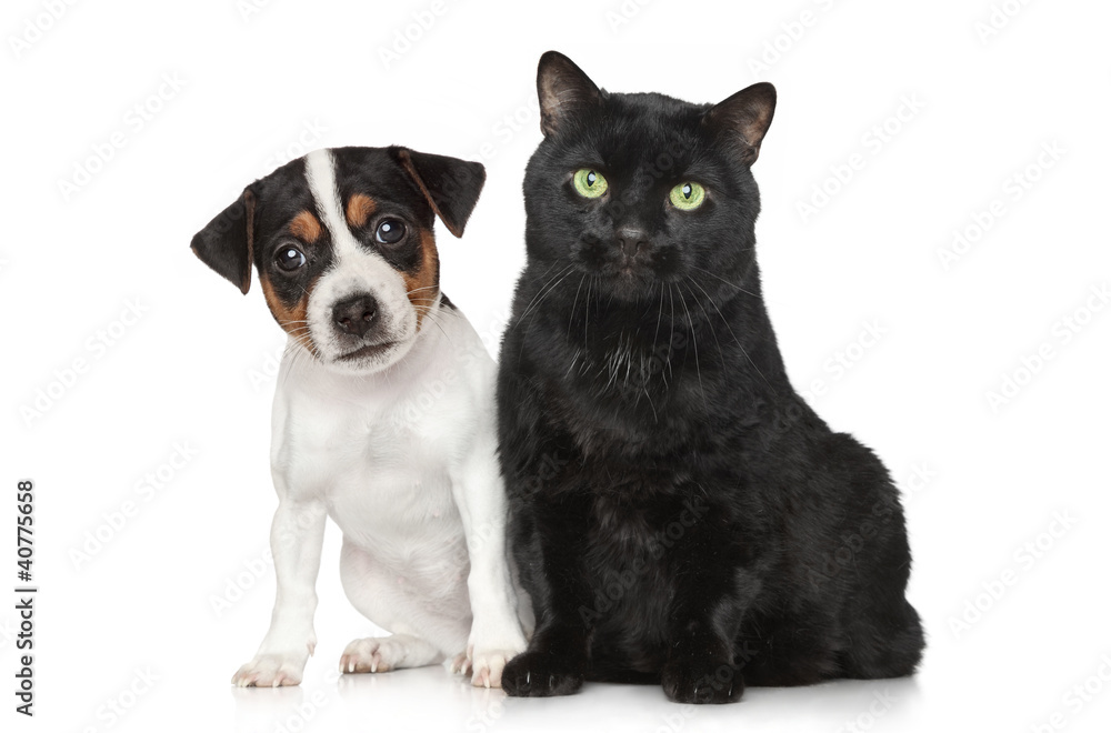Portrait of a Dog and cat on white background