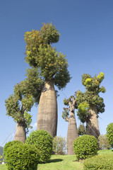 Leinwandbilder Baobab Australische Baobabs im botanischen Garten  © toa555