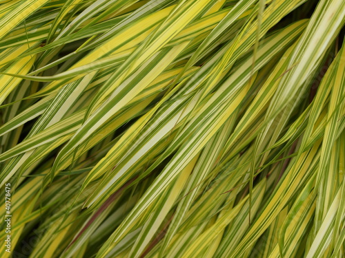 Grassy background