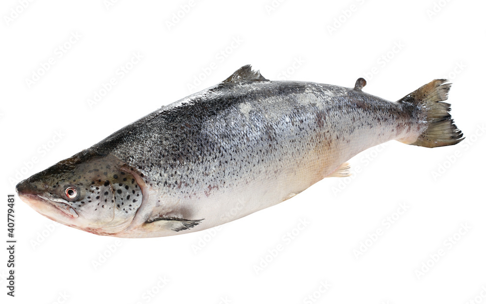 Big salmon fish isolated on white Big salmon fish isolated on white