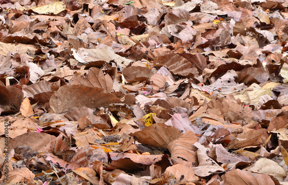 dry leaf on ground
