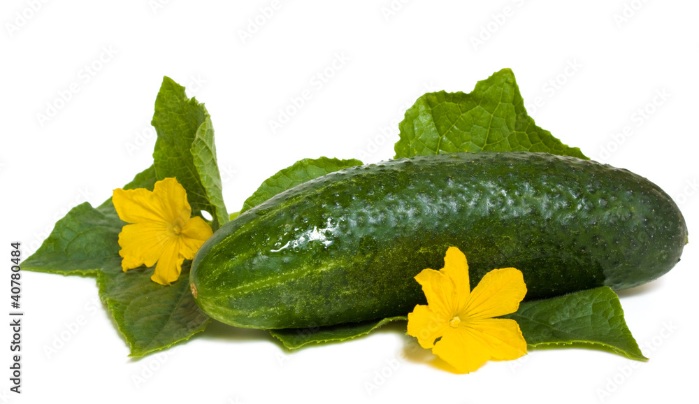 Cucumber on a white background Cucumber on a white background