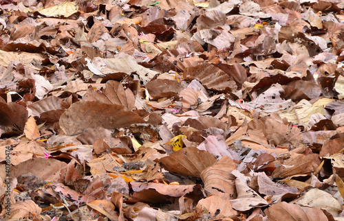 dry leaf on ground