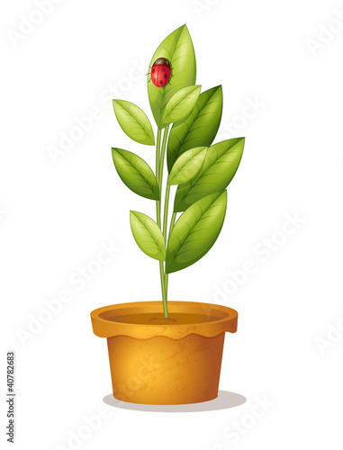 Plant and bug