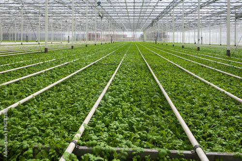 Modern Dutch greenhouse complex with many small plants