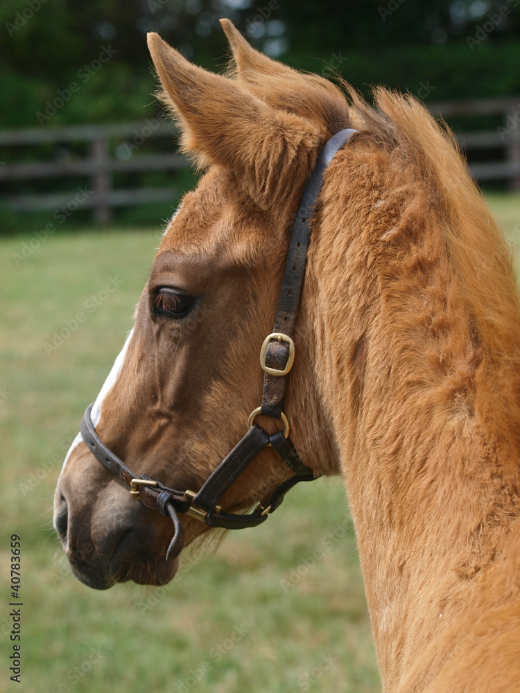 Obraz premium Thoroughbred Foal
