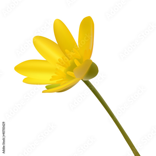 Yellow wild flower Ranunculus ficaria  ness isolated