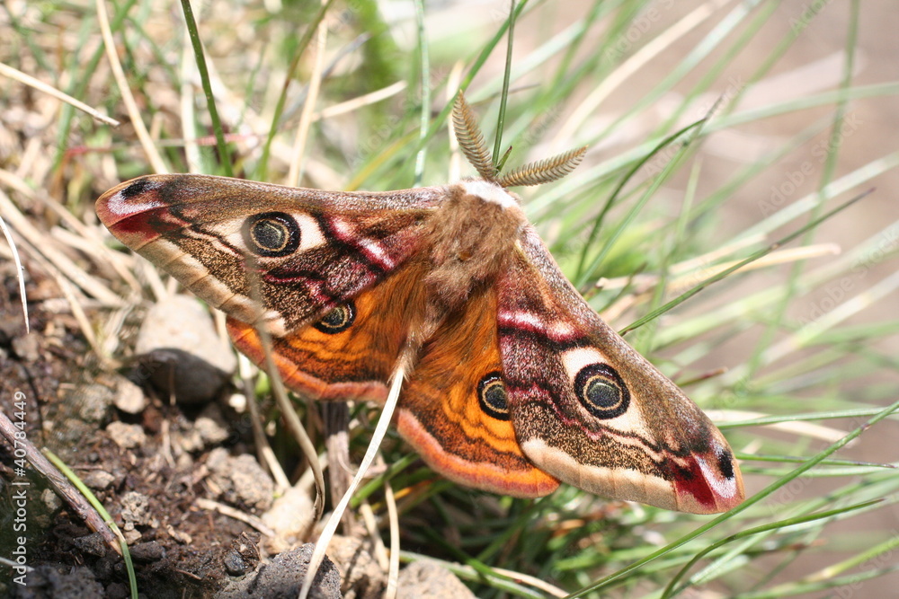 Naklejka premium Papillon tortue