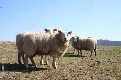 Mouton du plateau de millevaches © pinaudnico
