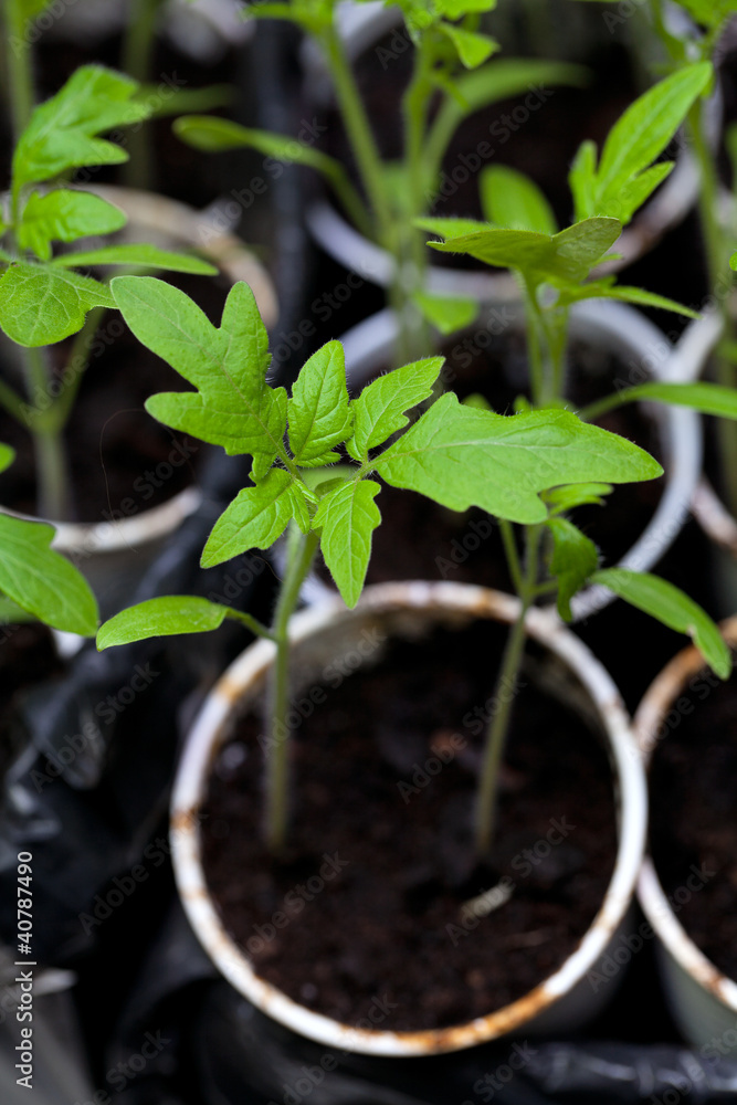 young tomato plants in plastic pots young tomato plants in plastic pots
