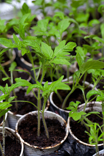 young tomato plants in plastic pots