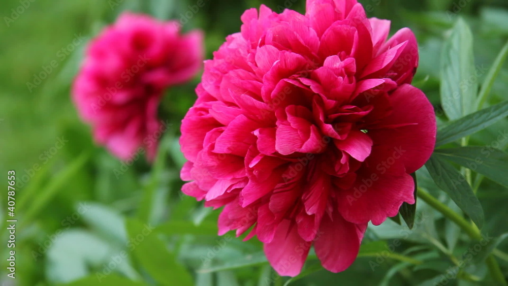 Red peony in a Garden Red peony in a Garden