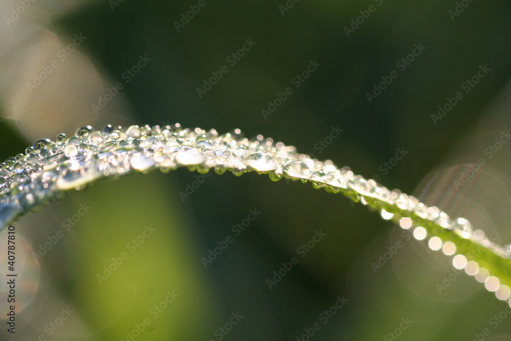 Dew on a leaf Dew on a leaf