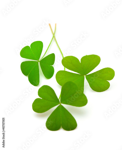 clover leafs