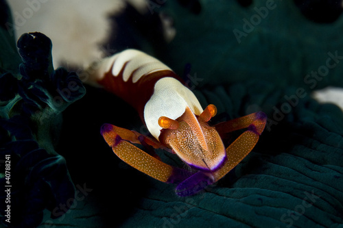 imperial shrimp on a tiger nudibranch photo