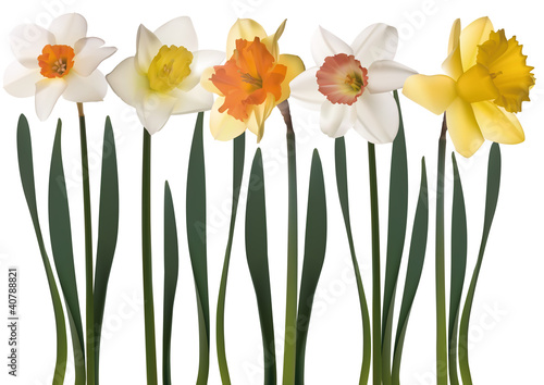 Narzisse Blumen