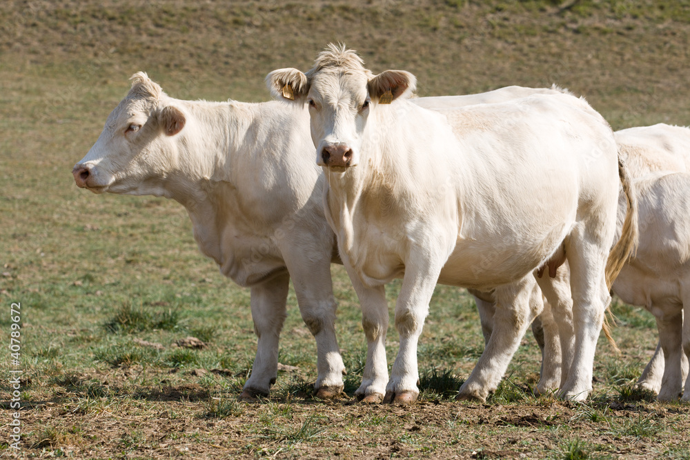 Vacas mirando