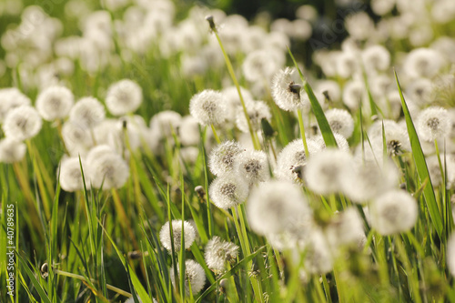 Dandelion Meadow in Austria 1