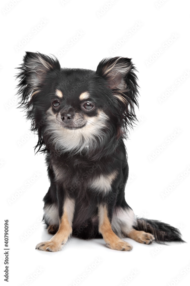 long haired chihuahua long haired chihuahua