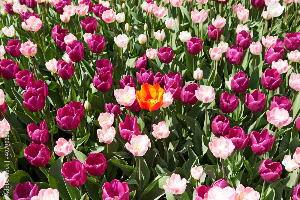 orangene Tulpe im violettem Beet orangene Tulpe im violettem Beet