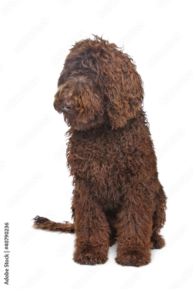 Brown Labradoodle