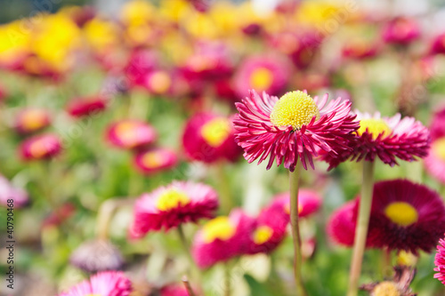 Beautiful daisy