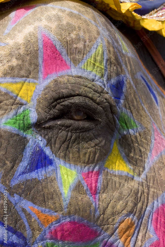 Obraz premium hand painted colorful elephant, Jaipur, Rajasthan, India