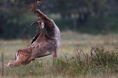 Fototapeta Naklejka Na Ścianę i Meble -  fallow deer during the rutting season