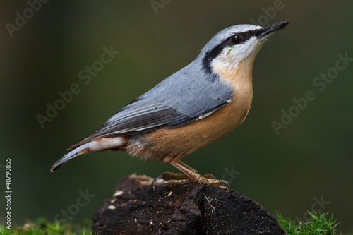 Foto A Nuthatch on a peace of wood
