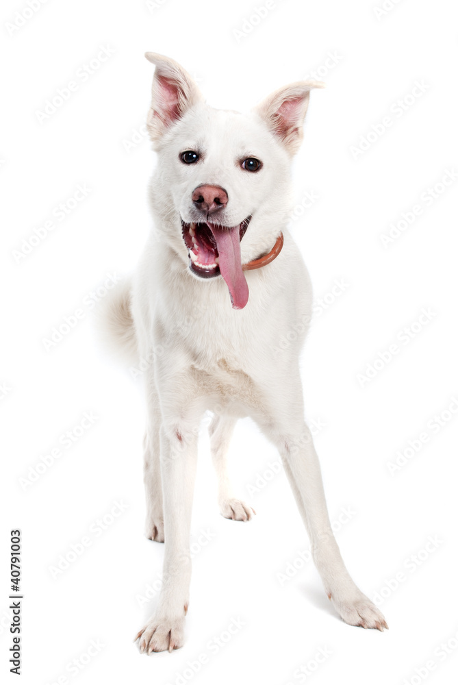 White dog on white background White dog on white background