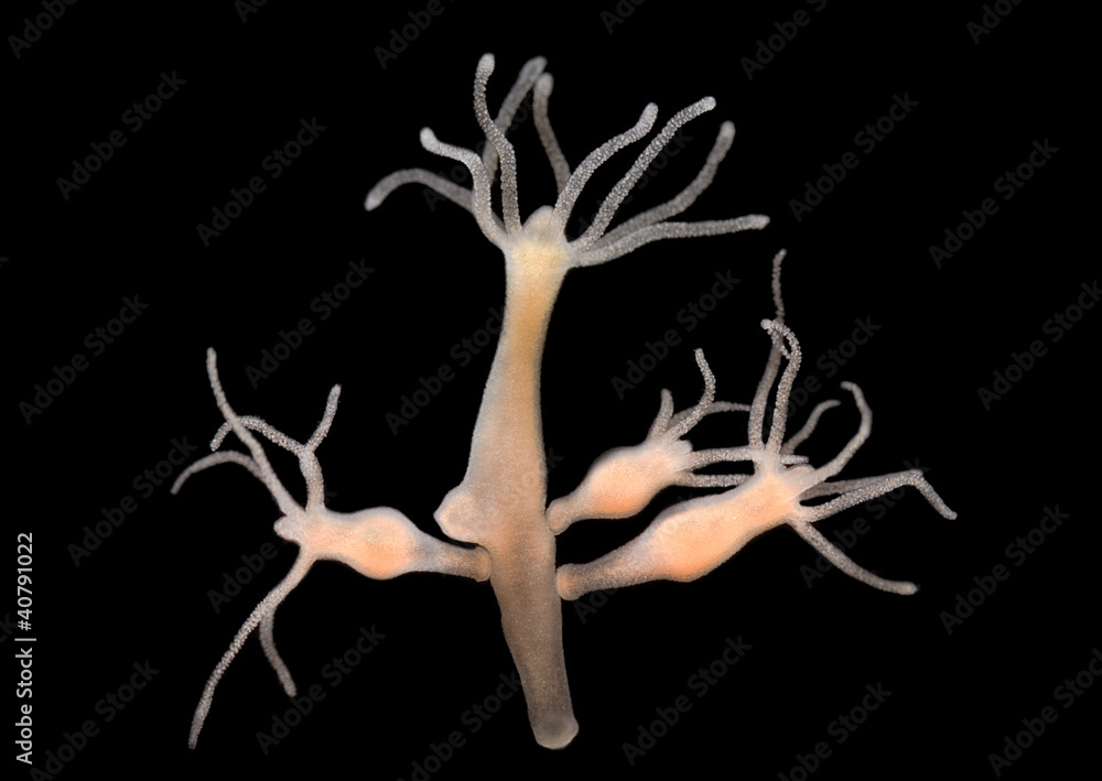Hydra vulgaris - Süsswasserpolyp - Dunkelfeld Hydra vulgaris - Süsswasserpolyp - Dunkelfeld