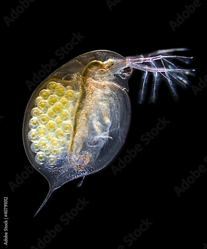 Принти на полотні Daphnia - Wasserfloh - Dunkelfeld