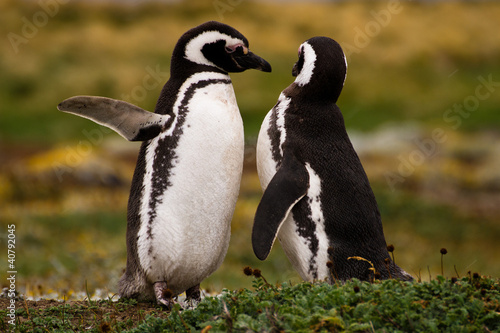Magellan Pinguin, Patagonia, Chile
