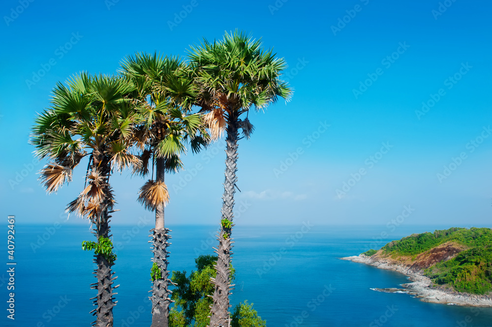 three palm trees on the background of the sea three palm trees on the background of the sea