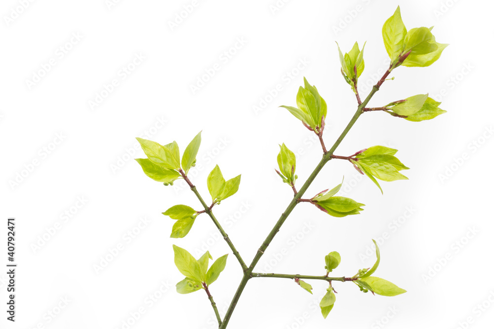 Junge Blätter einer Korkspindel (Euonymus alatus) im Frühjahr Junge Blätter einer Korkspindel (Euonymus alatus) im Frühjahr