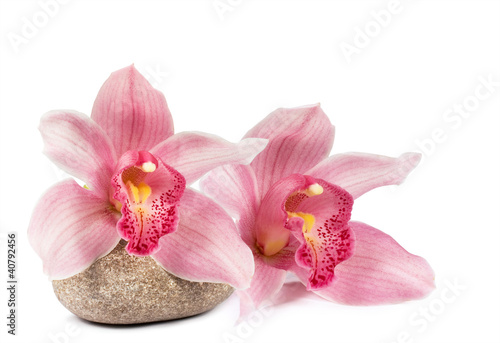 Obraz na płótnie tropikalny kwiat roślina wellnes egzotyczny