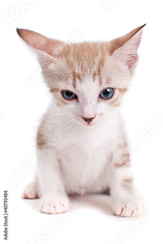 Little kitten isolated on the white background