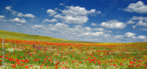 Summer landscape