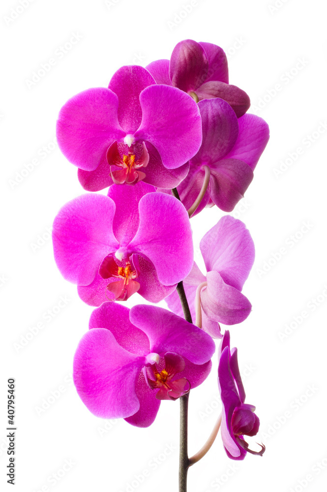 Pink orchid Pink orchid