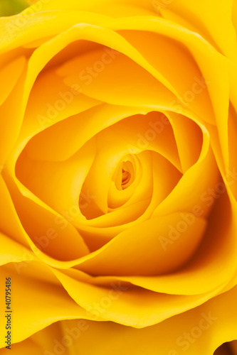 Yellow rose background