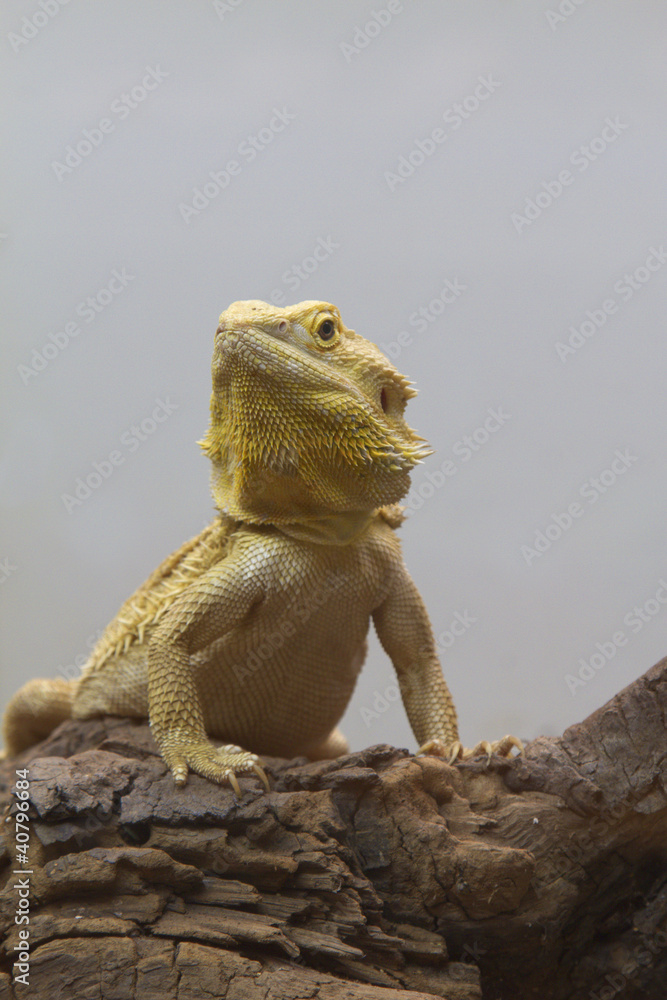 Obraz premium iguana