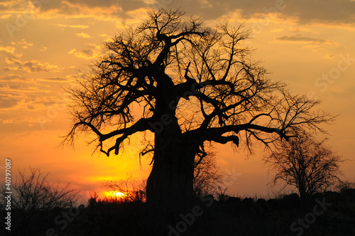 Baobab im Sonnenuntergang, Ruaha N.P. photo