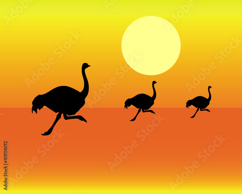 silhouettes of running ostrich