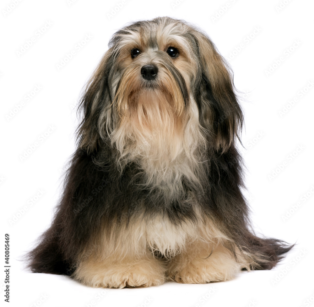 Cute sitting tricolor Havanese dog, isolated on a white Cute sitting tricolor Havanese dog, isolated on a white
