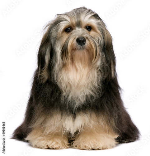 Cute sitting tricolor Havanese dog, isolated on  white © mdorottya
